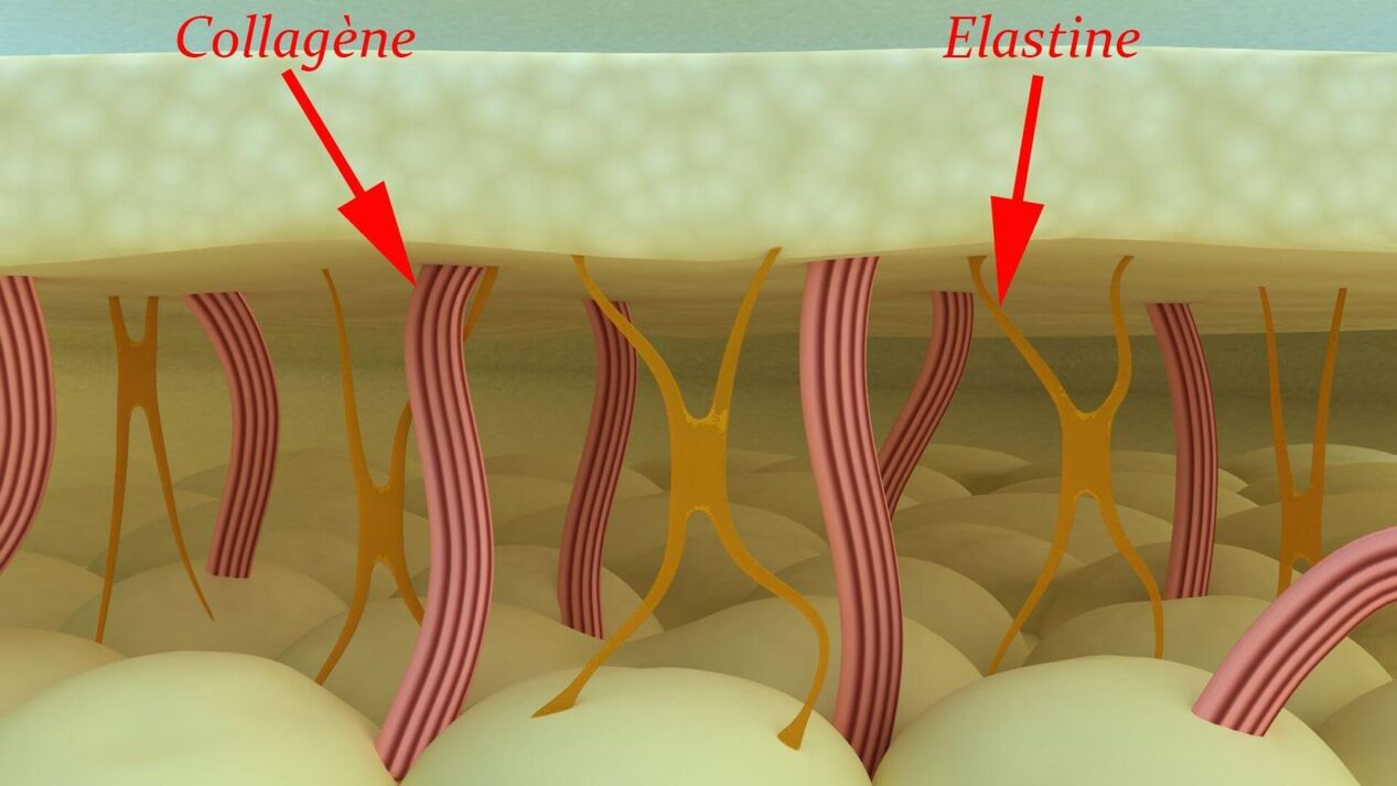 Collagène et élastine-protéines structurales de la peau